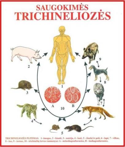 trichinelioze.jpg