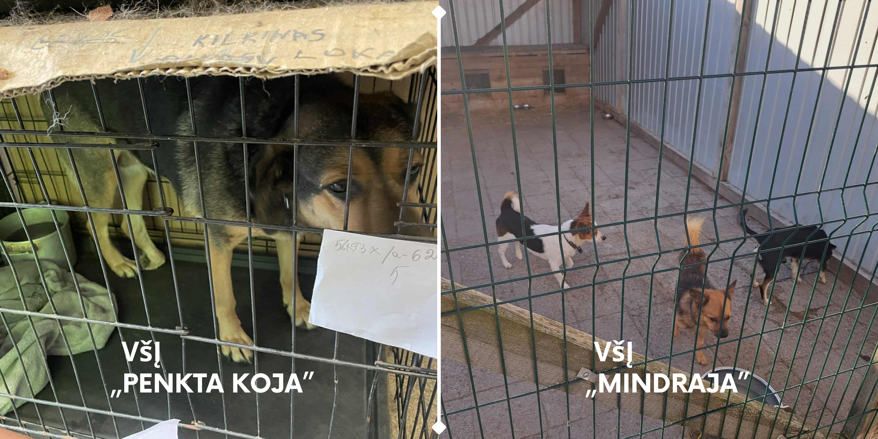 VMVT nuotrauka II.png