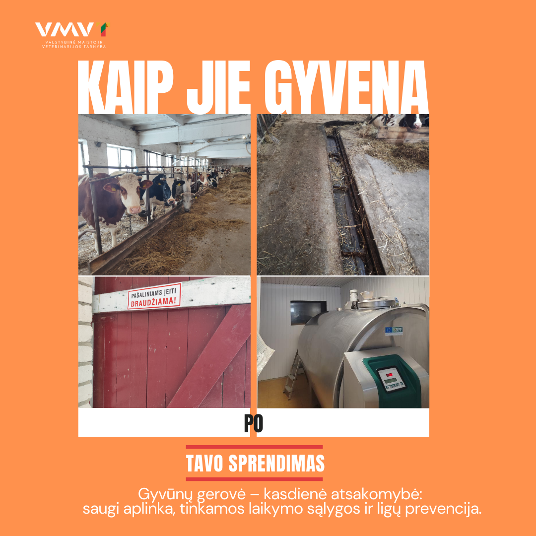 Kaip jie gyvena.png